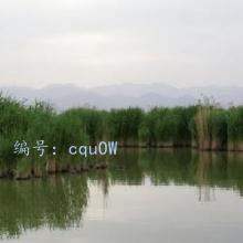 ά
